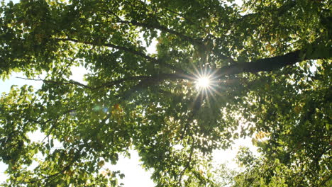 Sonnenstrahl-Durch-Blätter-Eines-Baumes-Von-Unten